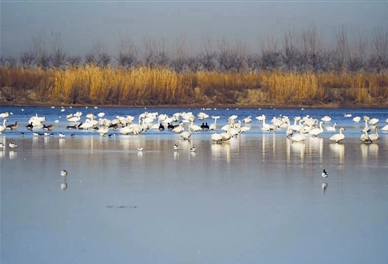天津宁河七里海湿地生态保护取得成效！